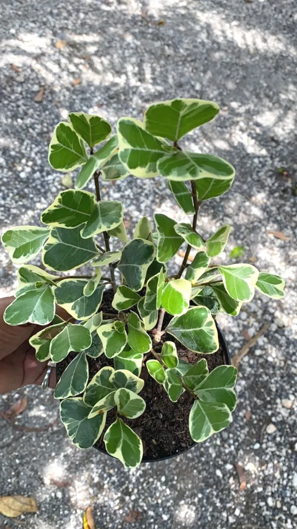 Triangularis_Ficus_(Variegated)_House_Plant__For_Enhance_Your_Home_Garden_Beauty_(Air_Purifying)_Pack_Of_1