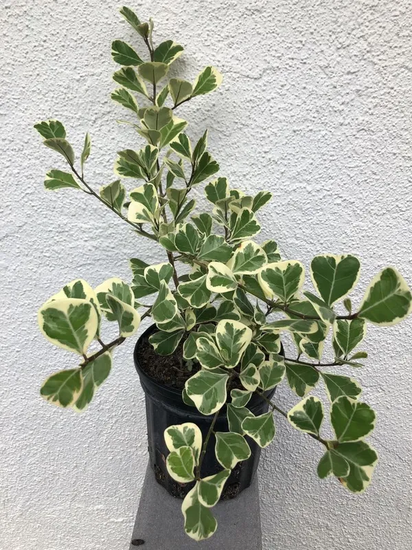 Triangularis_Ficus_(Variegated)_House_Plant__For_Enhance_Your_Home_Garden_Beauty_(Air_Purifying)_Pack_Of_1
