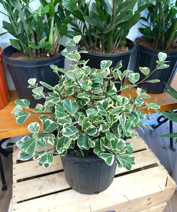 Triangularis_Ficus_(Variegated)_House_Plant__For_Enhance_Your_Home_Garden_Beauty_(Air_Purifying)_Pack_Of_1