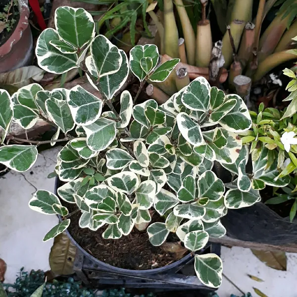 Triangularis_Ficus_(Variegated)_House_Plant__For_Enhance_Your_Home_Garden_Beauty_(Air_Purifying)_Pack_Of_1