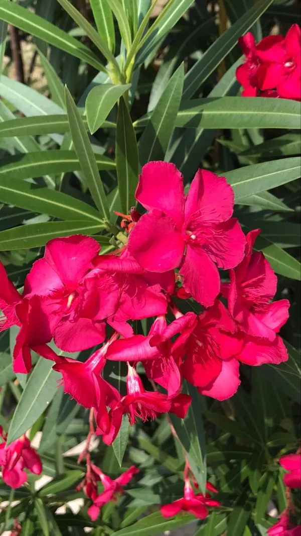 Oleander_Flower_Plaant