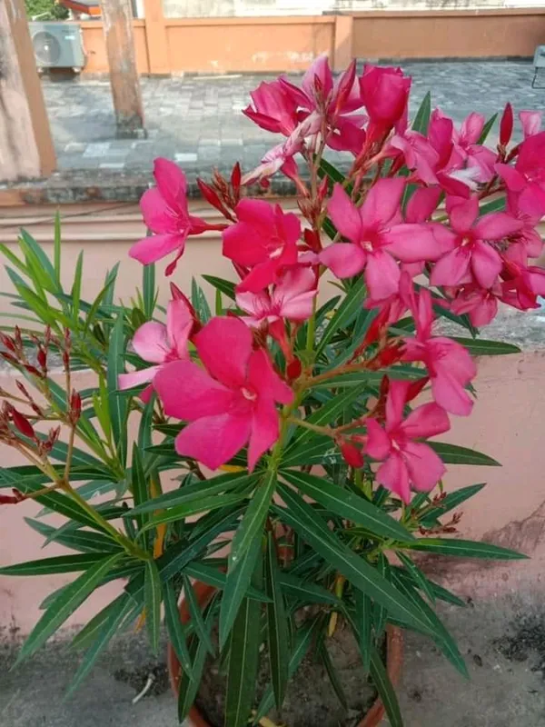 Oleander_Flower_Plaant
