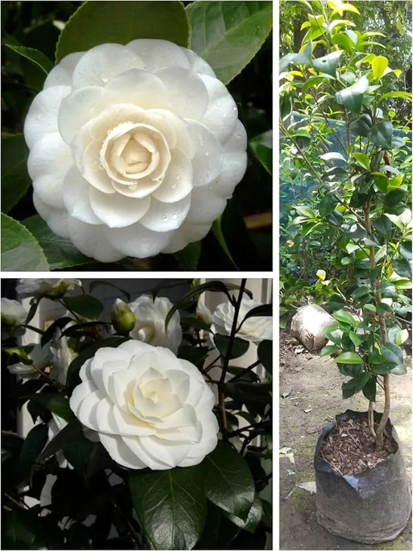 Camellia_Flower_Plant_Rare_Japanese_Varity_Size_1_Ft_To_1.5_F_Tree