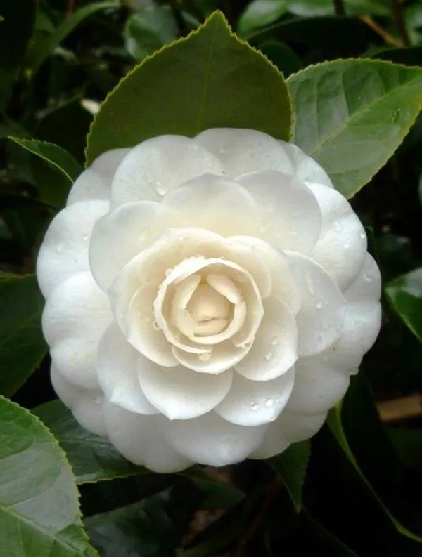 Camellia_Flower_Plant_Rare_Japanese_Varity_Size_1_Ft_To_1.5_F_Tree