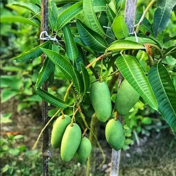 All_Time_Mango_Plant_Vastara_Variety_(Grafted_Mango_Plants_&_Tree