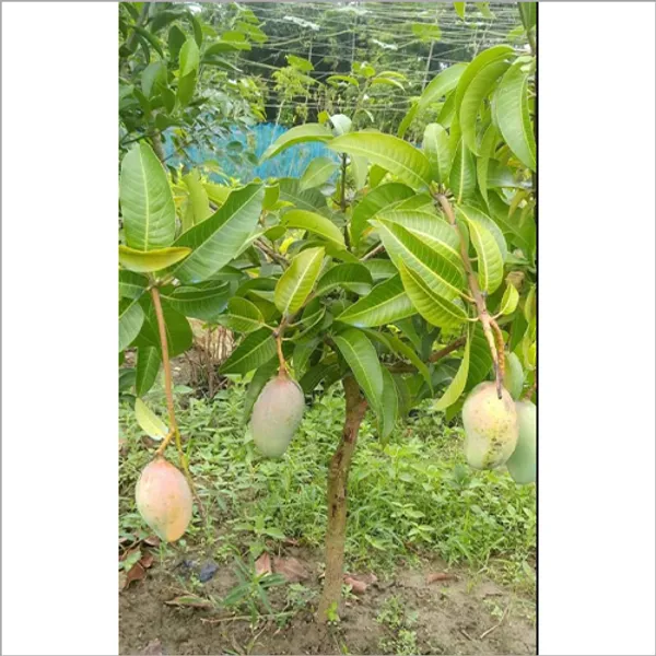 All_Time_Mango_Plant_Vastara_Variety_(Grafted_Mango_Plants_&_Tree