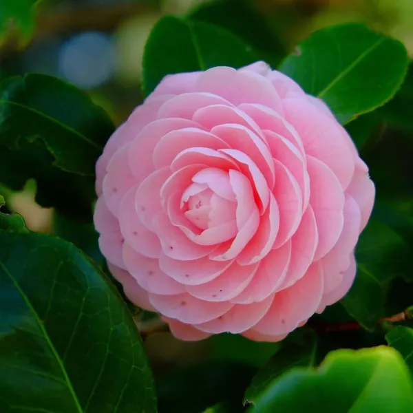 Camellia_Flower_Plant_Rare_Japanese_Varity_Size_1_Ft_To_1.5_F_Tree
