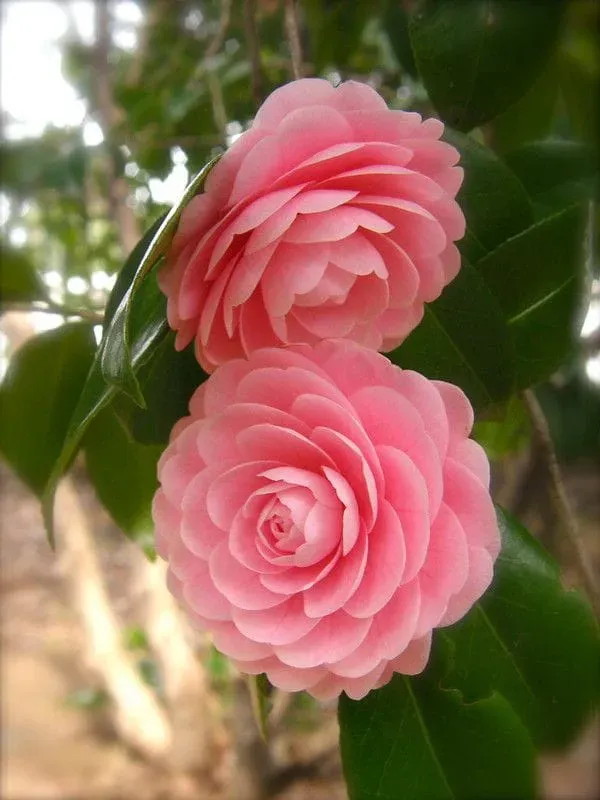 Camellia_Flower_Plant_Rare_Japanese_Varity_Size_1_Ft_To_1.5_F_Tree