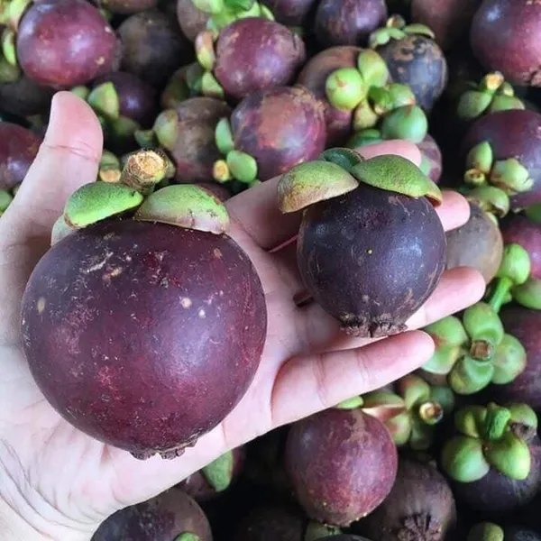 Well_Watered_Hybrid_Mangosteen_Plant_&_Tree_(1.5-3.5_Ft_Height)_For_Your_Home_Garden,_Pack_Of_1