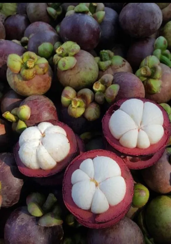 Well_Watered_Hybrid_Mangosteen_Plant_&_Tree_(1.5-3.5_Ft_Height)_For_Your_Home_Garden,_Pack_Of_1