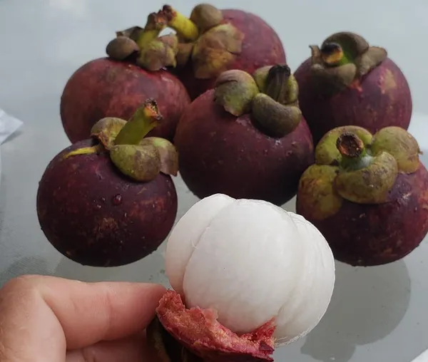 Well_Watered_Hybrid_Mangosteen_Plant_&_Tree_(1.5-3.5_Ft_Height)_For_Your_Home_Garden,_Pack_Of_1