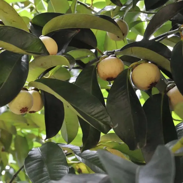 Well_Watered_Hybrid_Mangosteen_Plant_&_Tree_(1.5-3.5_Ft_Height)_For_Your_Home_Garden,_Pack_Of_1