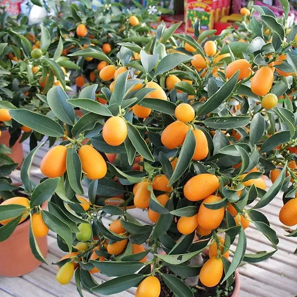 Kumquat_Lemon_Fruit_Plant_(2Years_Old_Lemon_Plant)_With_Fruits_For_Home_Gardening_Well_Watered_Kamquat|Kamqot_Hybrid_Lemon_Fruit_Plant