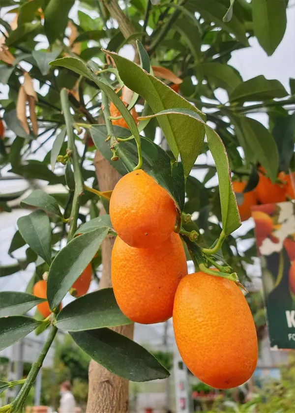 Kumquat_Lemon_Fruit_Plant_(2Years_Old_Lemon_Plant)_With_Fruits_For_Home_Gardening_Well_Watered_Kamquat|Kamqot_Hybrid_Lemon_Fruit_Plant