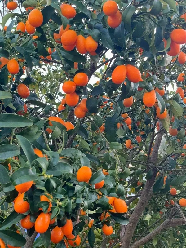 Kumquat_Lemon_Fruit_Plant_(2Years_Old_Lemon_Plant)_With_Fruits_For_Home_Gardening_Well_Watered_Kamquat|Kamqot_Hybrid_Lemon_Fruit_Plant