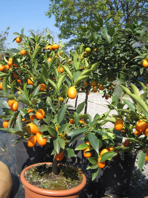 Kumquat_Lemon_Fruit_Plant_(2Years_Old_Lemon_Plant)_With_Fruits_For_Home_Gardening_Well_Watered_Kamquat|Kamqot_Hybrid_Lemon_Fruit_Plant