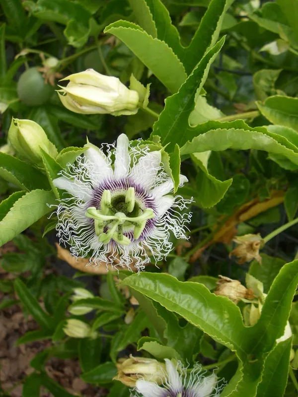 White_Passion_Flower_Shrub_Plant_For_Home_Garden_(1.5-3.5_Ft_Height)_Pack_Of_1