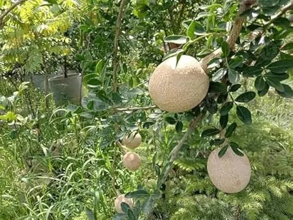 Thailand_Hybrid_Wood_Apple_Bael_Bilva_Variety_Kot_Bel_Grafted__Plants_&_Tree(1-1.5_Ft_Size)