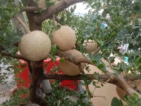 Thailand_Hybrid_Wood_Apple_Bael_Bilva_Variety_Kot_Bel_Grafted__Plants_&_Tree(1-1.5_Ft_Size)