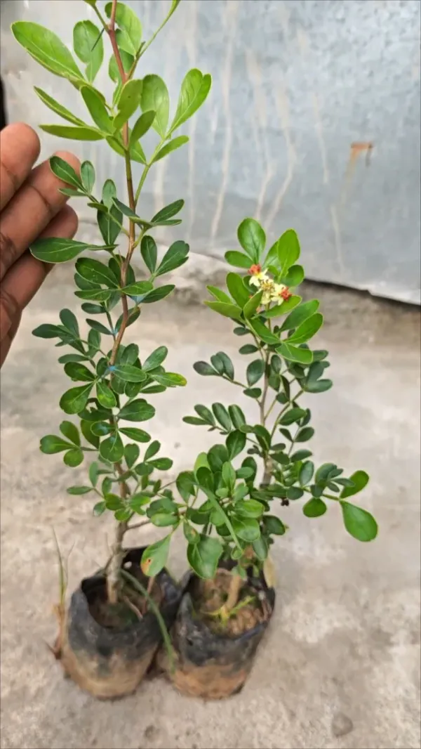 Thailand_Hybrid_Wood_Apple_Bael_Bilva_Variety_Kot_Bel_Grafted__Plants_&_Tree(1-1.5_Ft_Size)