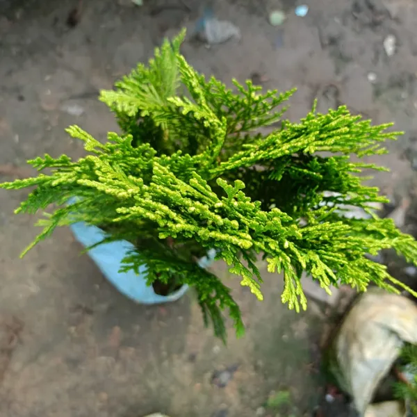 Indoor_Jhaw_Plant
