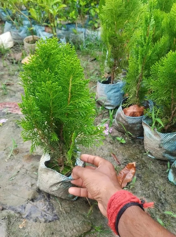 Indoor_Jhaw_Plant