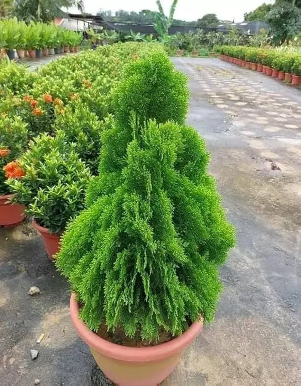 Indoor_Jhaw_Plant