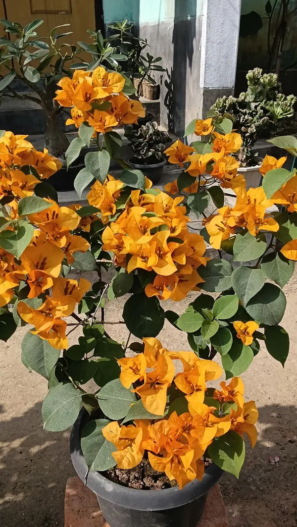 Yellow_Bougainvillea_(Kagoj_Ful)_Attractive_Flower_Plant_For_Enhance_Your_Home_Garden_Beauty,_Pack_Of_1