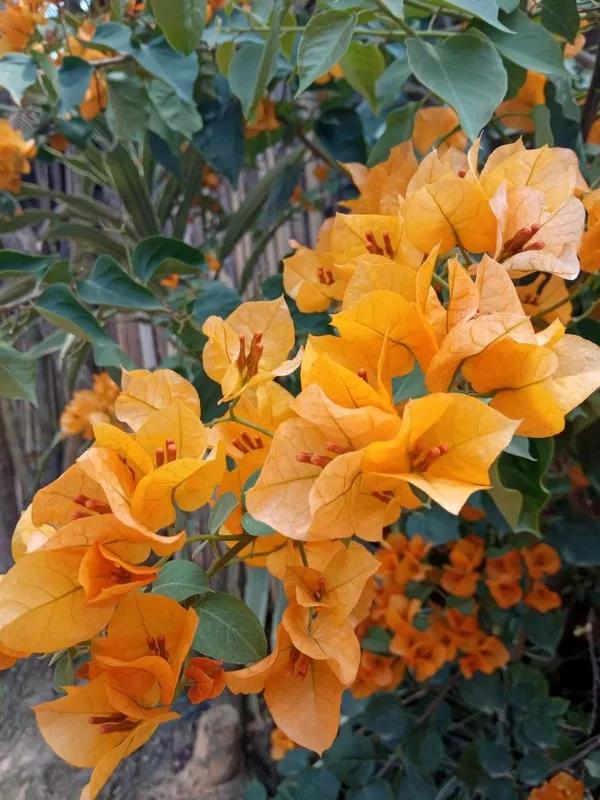 Yellow_Bougainvillea_(Kagoj_Ful)_Attractive_Flower_Plant_For_Enhance_Your_Home_Garden_Beauty,_Pack_Of_1