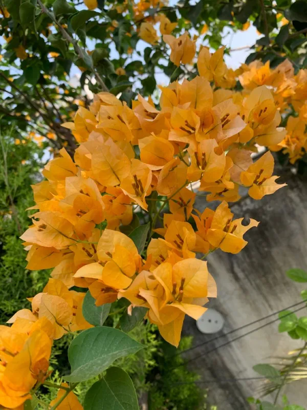 Yellow_Bougainvillea_(Kagoj_Ful)_Attractive_Flower_Plant_For_Enhance_Your_Home_Garden_Beauty,_Pack_Of_1