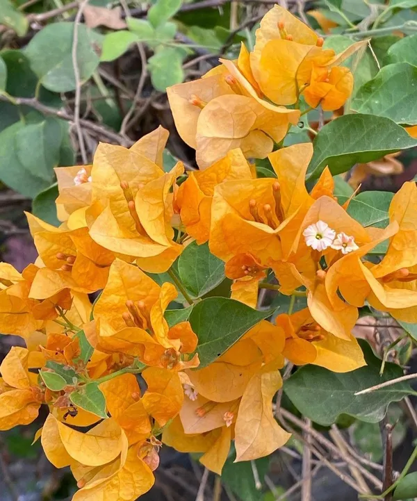 Yellow_Bougainvillea_(Kagoj_Ful)_Attractive_Flower_Plant_For_Enhance_Your_Home_Garden_Beauty,_Pack_Of_1