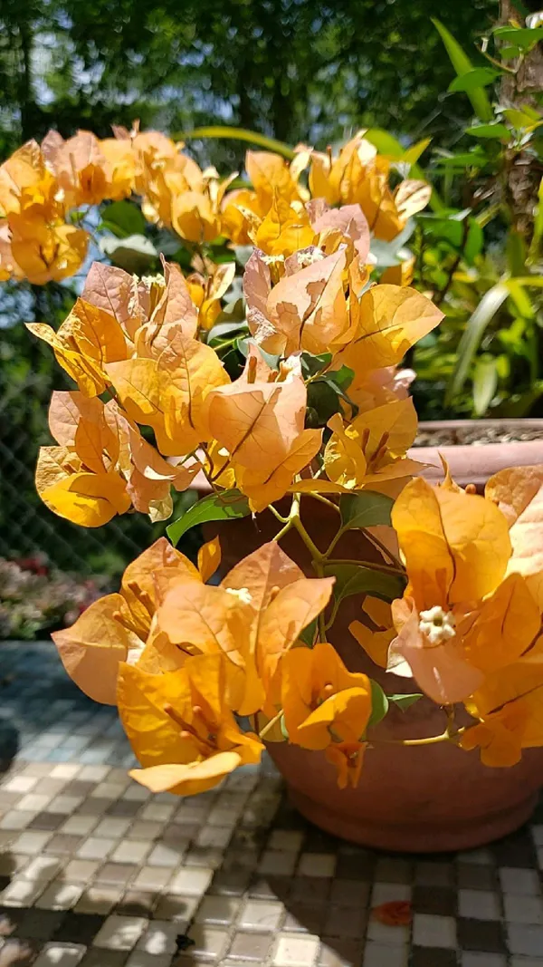 Yellow_Bougainvillea_(Kagoj_Ful)_Attractive_Flower_Plant_For_Enhance_Your_Home_Garden_Beauty,_Pack_Of_1