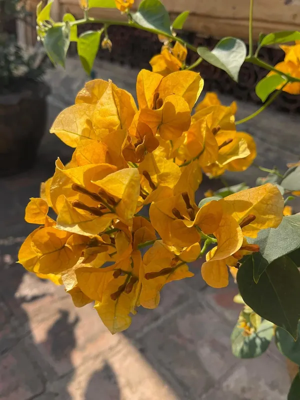 Yellow_Tanglong_Bougainvillea_Plant_with_Bright_Blooms_|_Low_Maintenance_Outdoor_Plant,_Pack_Of_1