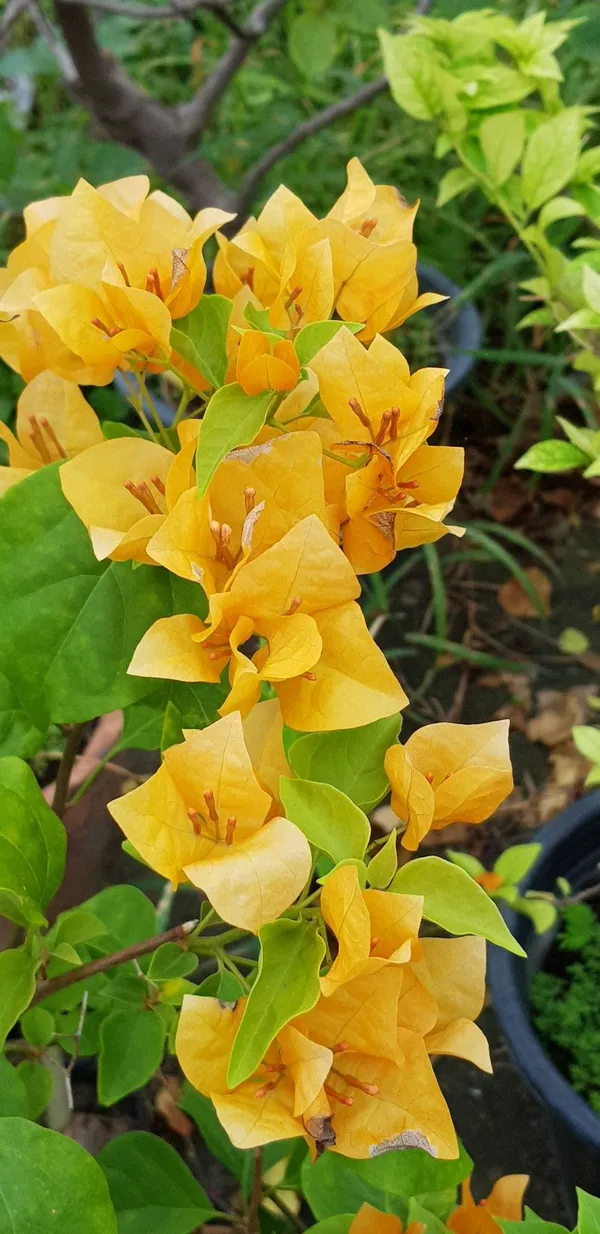 Yellow_Tanglong_Bougainvillea_Plant_with_Bright_Blooms_|_Low_Maintenance_Outdoor_Plant,_Pack_Of_1