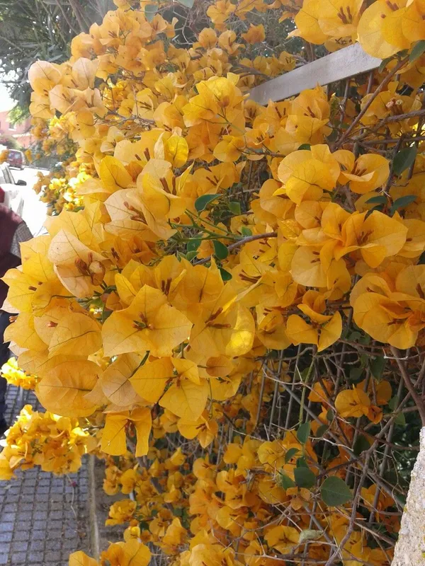 Yellow_Tanglong_Bougainvillea_Plant_with_Bright_Blooms_|_Low_Maintenance_Outdoor_Plant,_Pack_Of_1