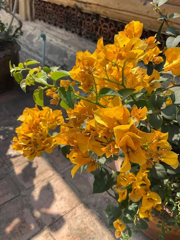 Yellow_Tanglong_Bougainvillea_Plant_with_Bright_Blooms_|_Low_Maintenance_Outdoor_Plant,_Pack_Of_1