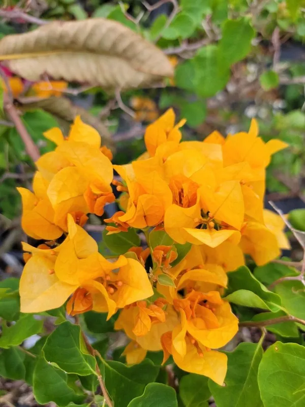Yellow_Tanglong_Bougainvillea_Plant_with_Bright_Blooms_|_Low_Maintenance_Outdoor_Plant,_Pack_Of_1
