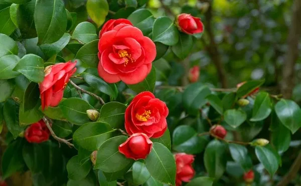 Camellia_Flower_Plant_Rare_Japanese_Varity_Size_1_Ft_To_1.5_F_Tree
