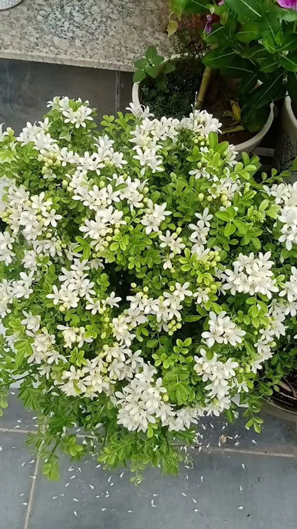 Madhu_Kamini_Plant_(Murraya_Paniculata)_–_Flowering_Shrub_|_Highly_Fragrant_Kamini_Plant_for_Home_Garden_&_Hedge_|