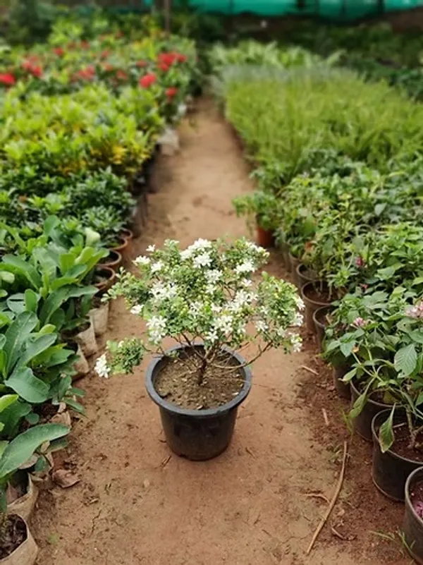 Madhu_Kamini_Plant_(Murraya_Paniculata)_–_Flowering_Shrub_|_Highly_Fragrant_Kamini_Plant_for_Home_Garden_&_Hedge_|
