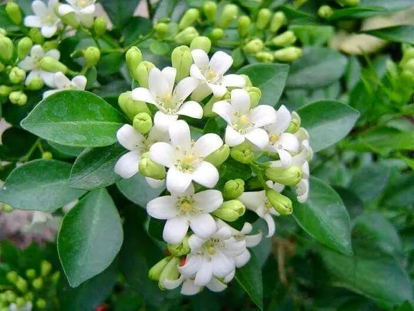 Madhu_Kamini_Plant_(Murraya_Paniculata)_–_Flowering_Shrub_|_Highly_Fragrant_Kamini_Plant_for_Home_Garden_&_Hedge_|