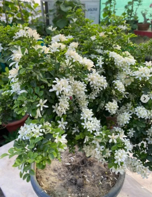 Madhu_Kamini_Plant_(Murraya_Paniculata)_–_Flowering_Shrub_|_Highly_Fragrant_Kamini_Plant_for_Home_Garden_&_Hedge_|