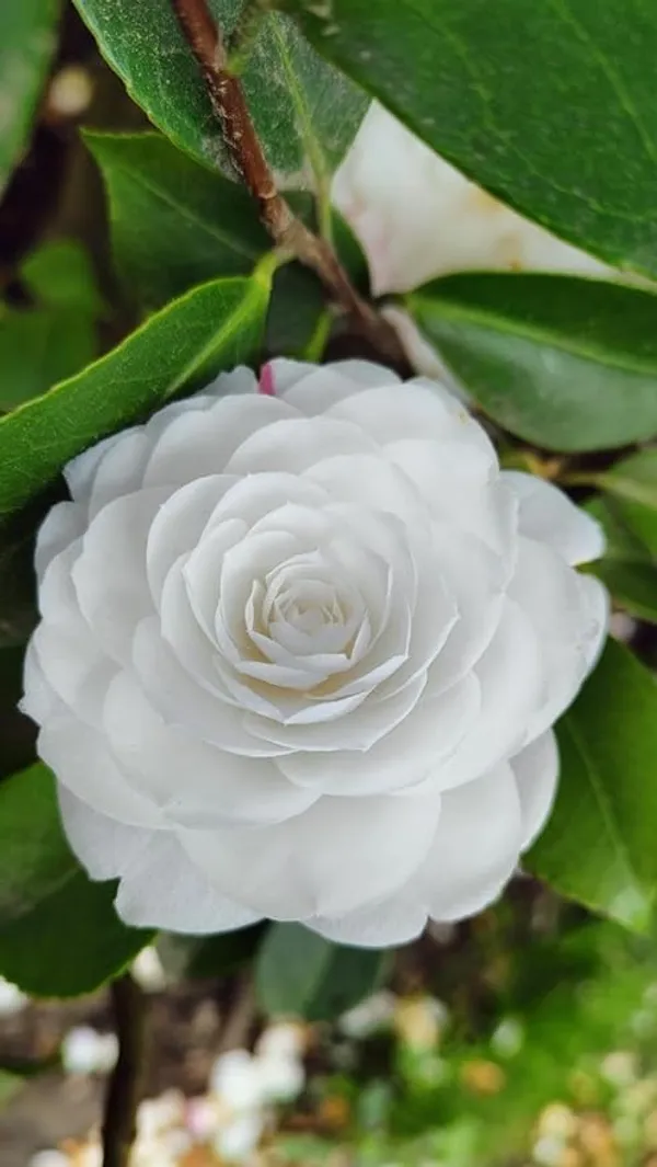 Camellia_Flower_Plant_Rare_Japanese_Varity_Size_1_Ft_To_1.5_F_Tree