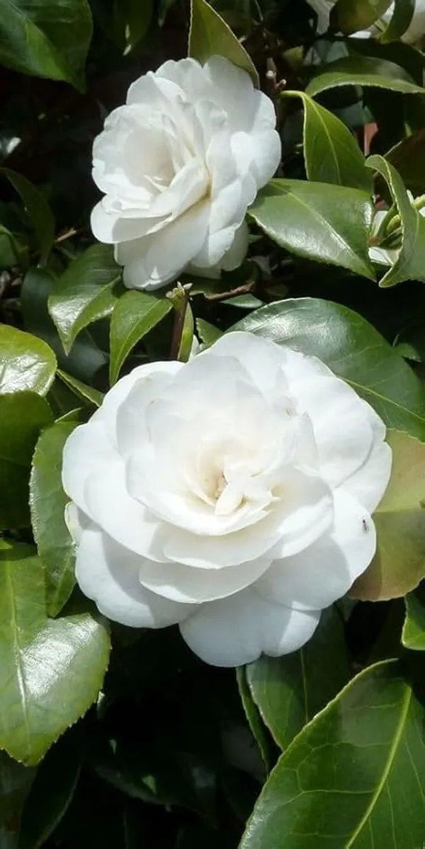 Camellia_Flower_Plant_Rare_Japanese_Varity_Size_1_Ft_To_1.5_F_Tree