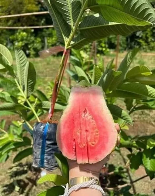 Thailand_Pink_Guava_Amrudh_Plant
