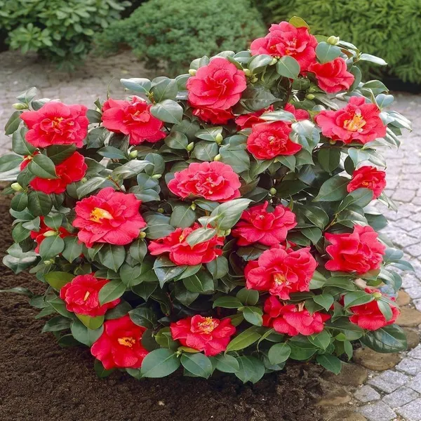 Camellia_Flower_Plant_Rare_Japanese_Varity_Size_1_Ft_To_1.5_F_Tree