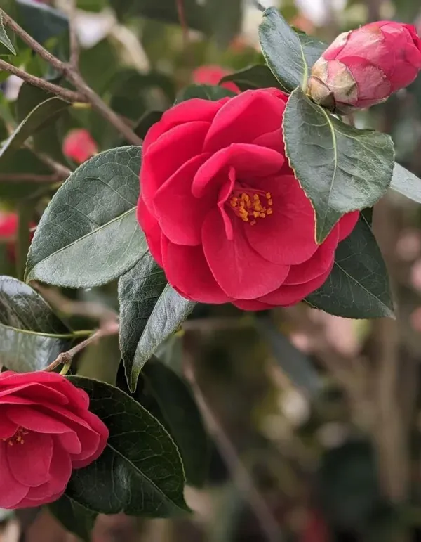 Camellia_Flower_Plant_Rare_Japanese_Varity_Size_1_Ft_To_1.5_F_Tree