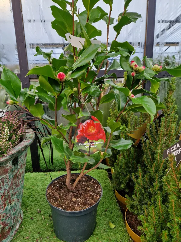 Camellia_Flower_Plant_Rare_Japanese_Varity_Size_1_Ft_To_1.5_F_Tree