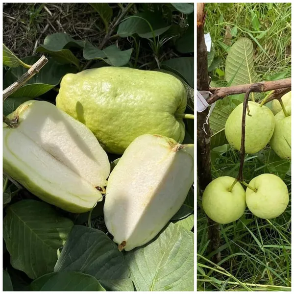Delicious_Sweet_White_Diamond_Guava_Healthy_Fruit_Plant_for_Home_Garden,_Backyard,_and_Patio_(Pack_Of_1)