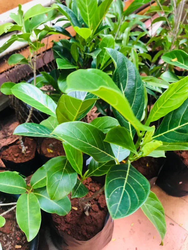 Red_Jackfruit_Plant_Hybrid_Fruit_Plant'_1.5-2_Feet_Height_Plant_For_Home_Garden